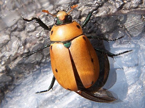 Grapevine beetle